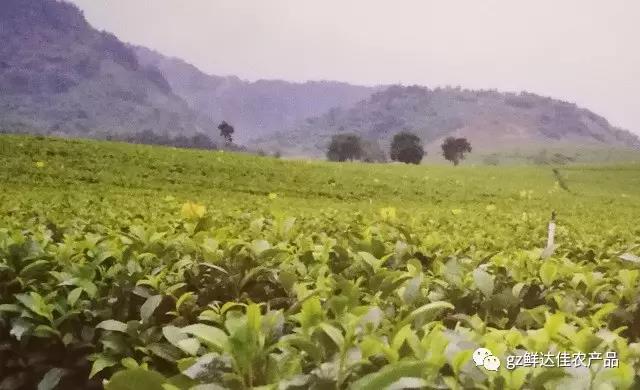 英德農業生產茄子视频APP无限次观看